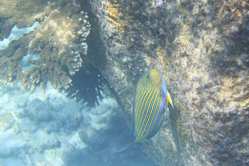 Clown surgeonfish in Indian Ocean near Seychelles.