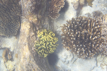 Beautiful coral reef coastal.