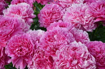 Many pink big peony flowers in the garden 