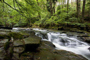 Waldfluss