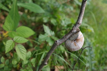 Schnecke mit Häuschen auf Ast