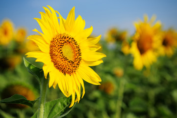 Sunflower