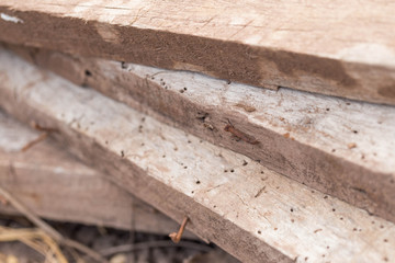 texture of plank wood abstract background can fill text on space and use blurred effect 