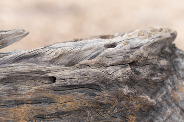 texture of plank wood abstract background can fill text on space and use blurred effect 