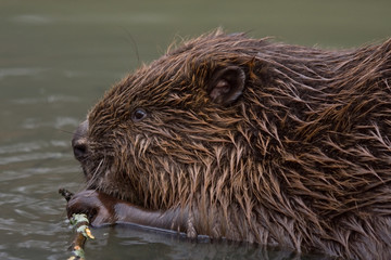 Close-up of Eurasian beaver (Castor fiber) © avs_lt