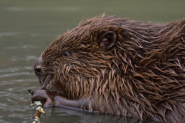 Close-up of Eurasian beaver (Castor fiber)