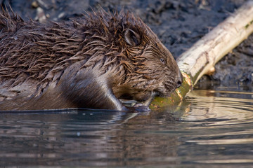 Close-up of Eurasian beaver (Castor fiber) © avs_lt