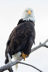 Weißkopfseeadler (Haliaeetus leucocephalus) sitzt auf einem Ast in der Wildnis