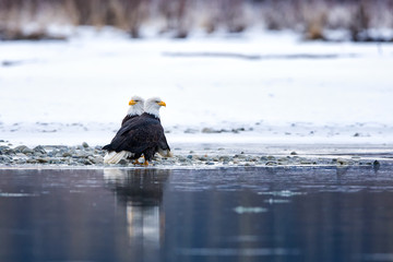 Tanzende Weißkopfseeadler (Haliaeetus leucocephalus) am Fluss