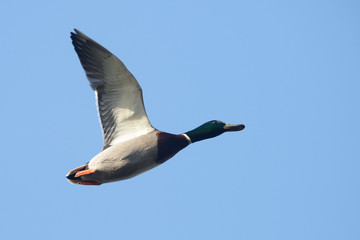 Mallard, Duck, Anas platyrhynchos