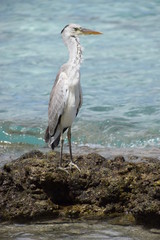 Fischreiher auf einer Koralle (Malediven 2015)