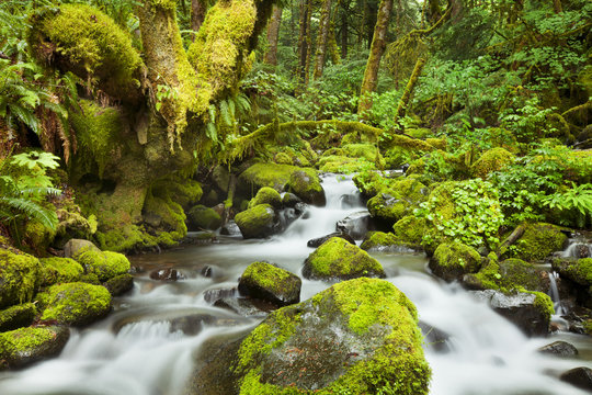 Creek through lush rainforest, Columbia River Gorge, USA