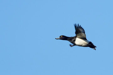 Tufted Duck, Aythya fuligula