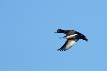 Tufted Duck, Aythya fuligula