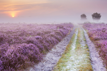 Ścieżka przez kwitnący wrzos i mgłę w Holandii - 98904700