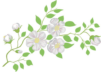 Vector illustration. The blossoming apple-tree branch.