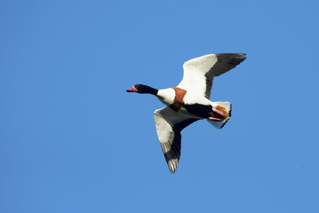 Common Shelduck, Shelduck, Tadorna tadorna