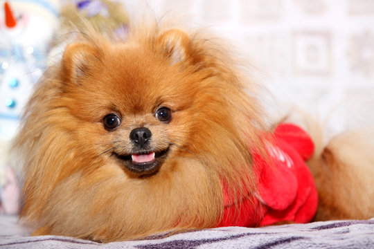 Cute pomeranian dog. Happy dog
