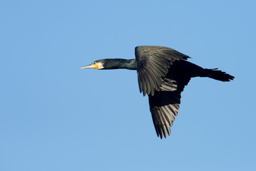 Cormorant, Phalacrocorax carbo