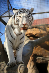 white tiger in Minsk zoo