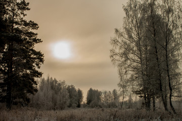 Winter. Russian forest