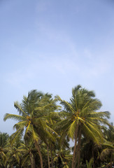 Fototapeta na wymiar Agonda beach at Goa, India