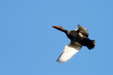 Red-crested Pochard, Netta rufina