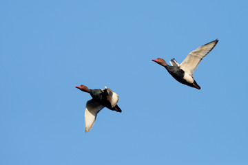 Red-crested Pochard, Netta rufina