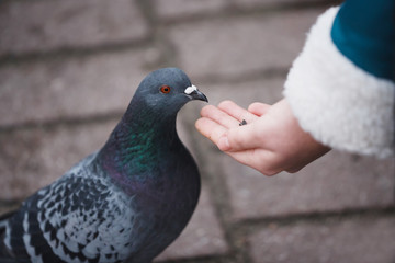 Girl feeding doves