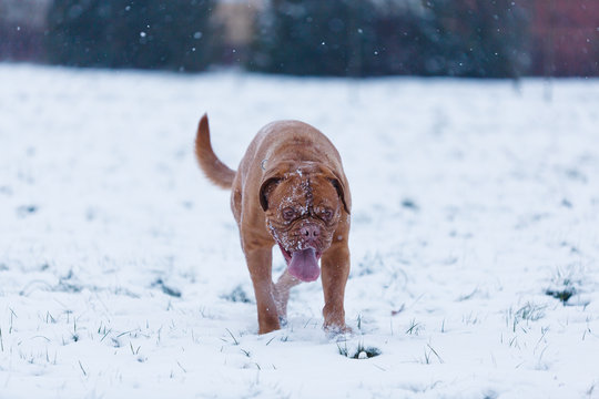 Portrait of Bordeauxdog - Powered by Adobe