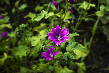 Wild Mallow in the Botanical Garden Heidelberg, Germany