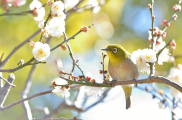 メジロと白梅