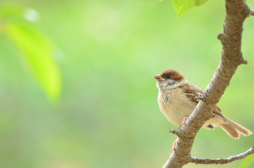 スズメの幼鳥