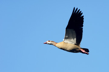 Egyptian Goose, Alopochen aegyptiaca