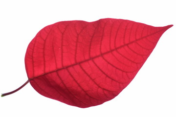 Single red leaf isolated on white background
