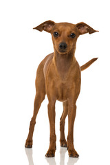 Zwergpinscher