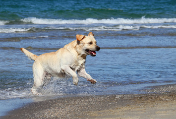 the cute yellow labrador swimming in the sea