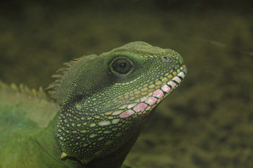 Chinese Water Dragon  (Physignathus cocincinus)