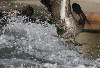 SOUTH AMERICA VENEZUELA ISLA MARGATITA PELICAN