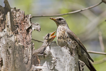 thrush on nest with Chicks
