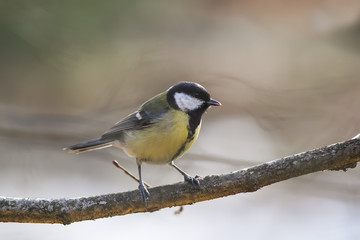 Obraz premium a big yellow bird on a branch in the Park