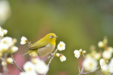 メジロと白梅
