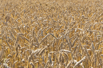 Grain field.
