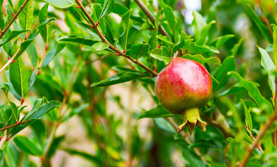 pomegranate on a branch