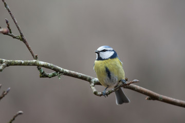 Fototapeta premium Mésange bleue