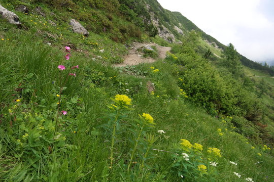 wundersch&ouml;ne Bergwiese