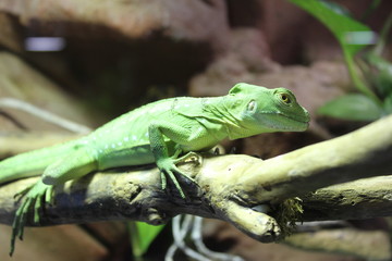 Lézard