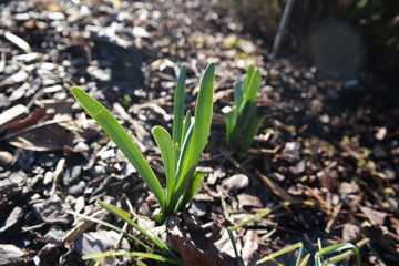Narzisse beim Wachsen
