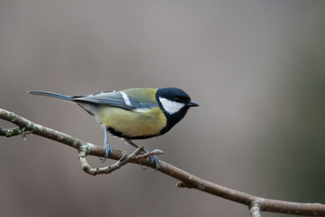 Mésange bleue