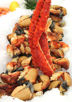 51 Best Pince De Crabe Images Stock Photos Vectors Adobe Stock 51 Best Pince De Crabe Images Stock Photos Vectors Adobe Stock
